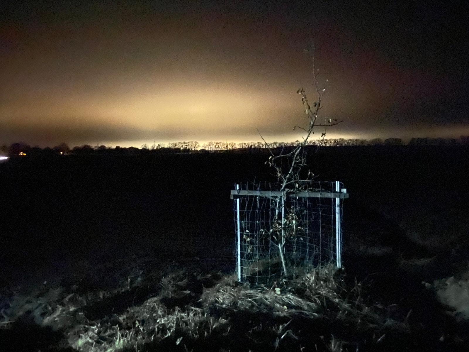 Abends in Zehlendorf. Das Apfelbäumchen der BI wird, das ist jetzt ziemlich sicher, niemals auf eine Eierfabrik starren müssen (Foto: Daniel Langhoff).